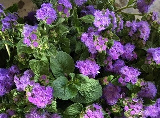 ageratum