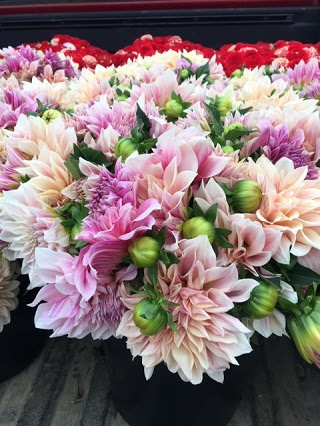 dahlia