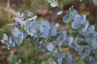 eucalyptus