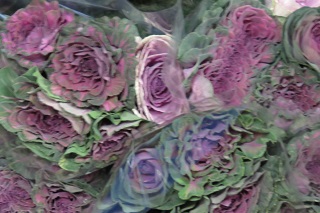 flowering_kale