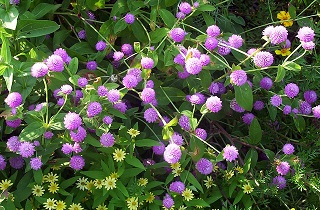 gomphrena