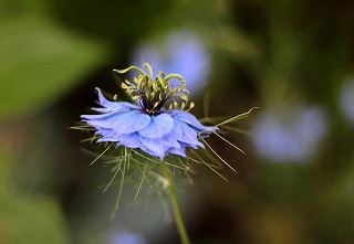 nigella