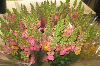 snapdragon
