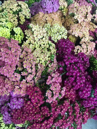 yarrow
