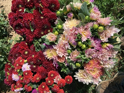 dahlias