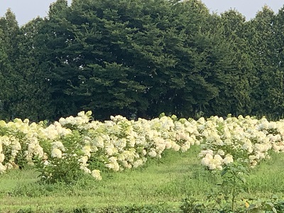 field