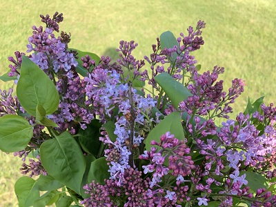 flowers1
