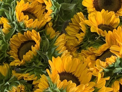 sunflowers